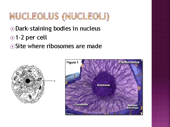 ⦿ Dark-staining ⦿ 1 -2 bodies in nucleus per cell ⦿ Site where ribosomes