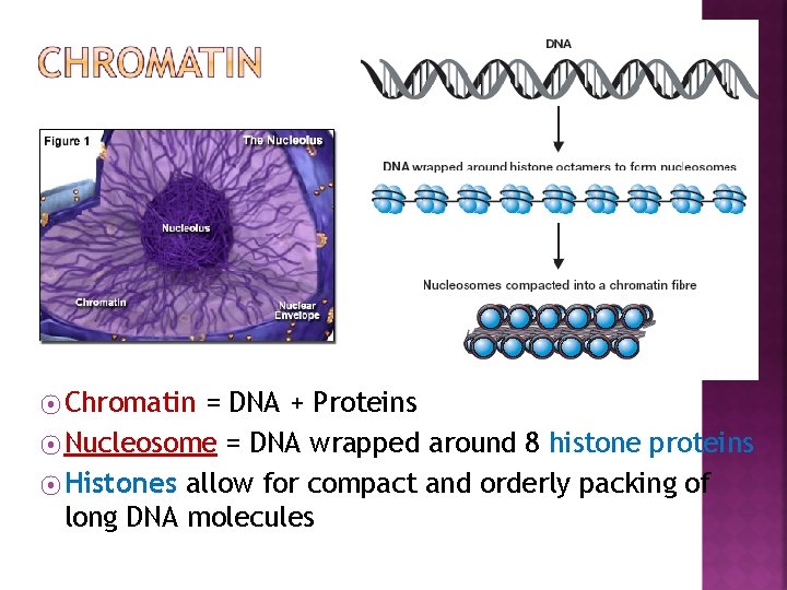 ⦿ Chromatin = DNA + Proteins ⦿ Nucleosome = DNA wrapped around 8 histone