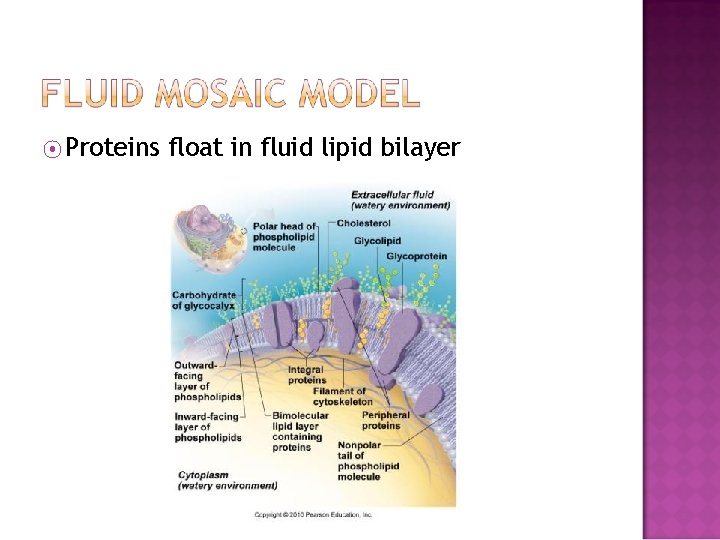 ⦿ Proteins float in fluid lipid bilayer 