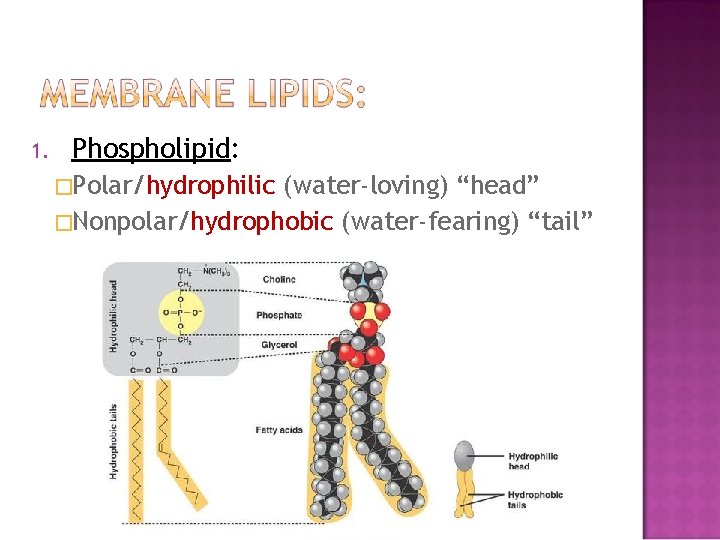 1. Phospholipid: �Polar/hydrophilic (water-loving) “head” �Nonpolar/hydrophobic (water-fearing) “tail” 