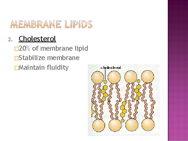 2. Cholesterol � 20% of membrane lipid �Stabilize membrane �Maintain fluidity 