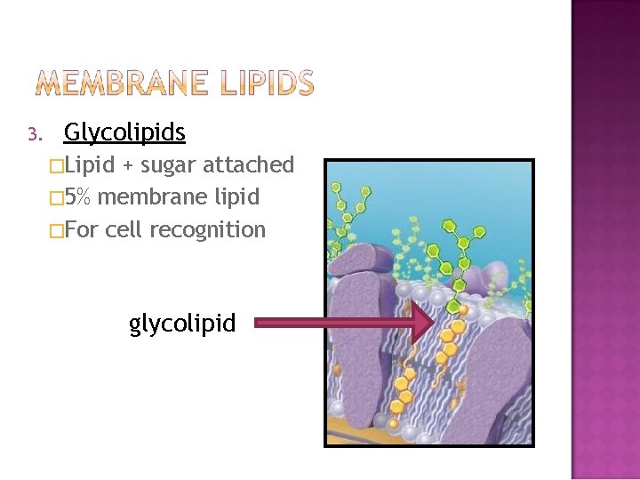 3. Glycolipids �Lipid + sugar attached � 5% membrane lipid �For cell recognition glycolipid