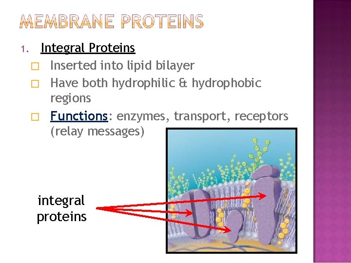 1. Integral Proteins � Inserted into lipid bilayer � Have both hydrophilic & hydrophobic