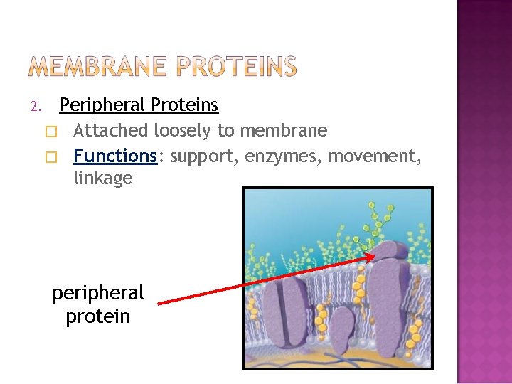 2. Peripheral Proteins � Attached loosely to membrane � Functions: support, enzymes, movement, linkage