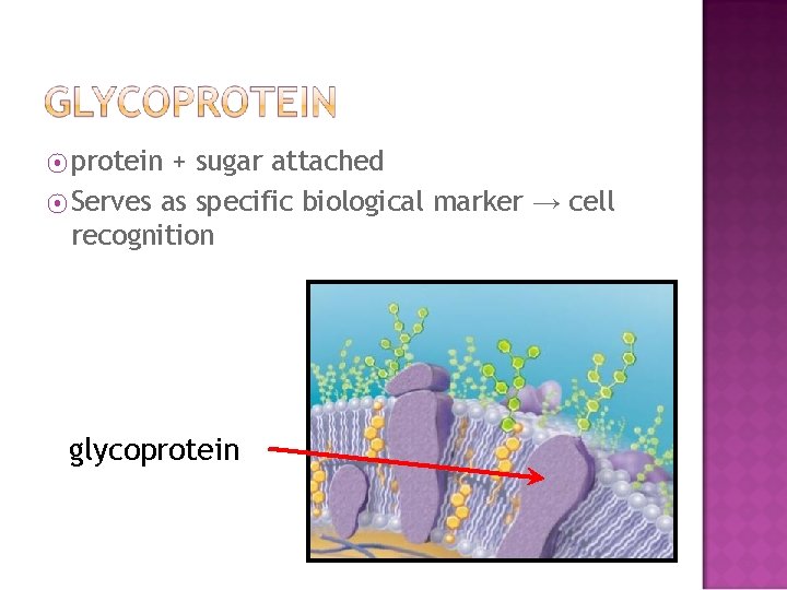 ⦿ protein + sugar attached ⦿ Serves as specific biological marker → cell recognition