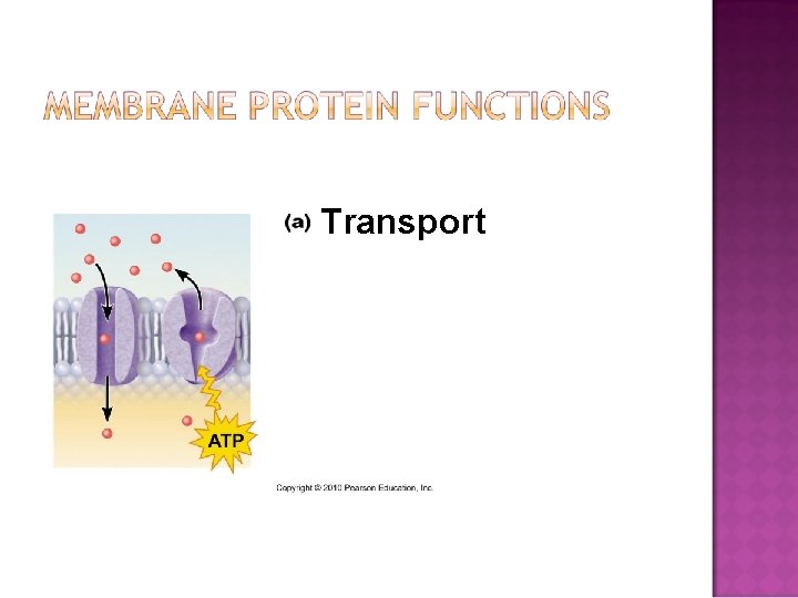 Transport 