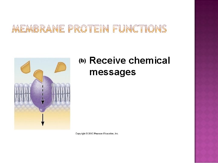 Receive chemical messages 