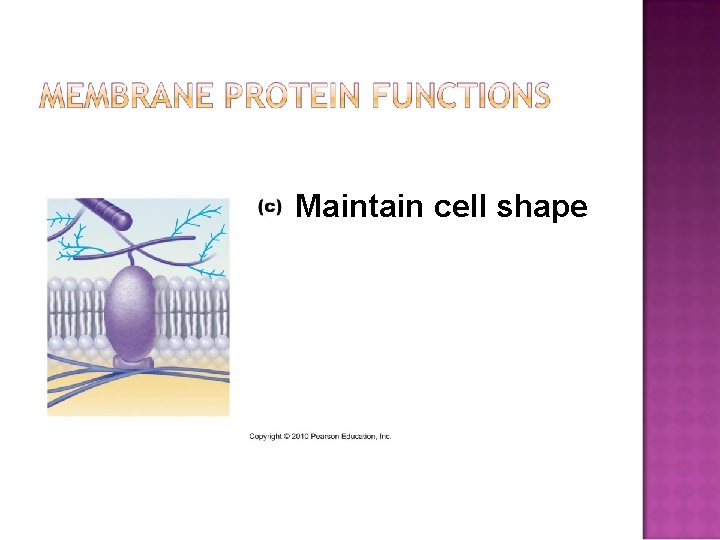 Maintain cell shape 