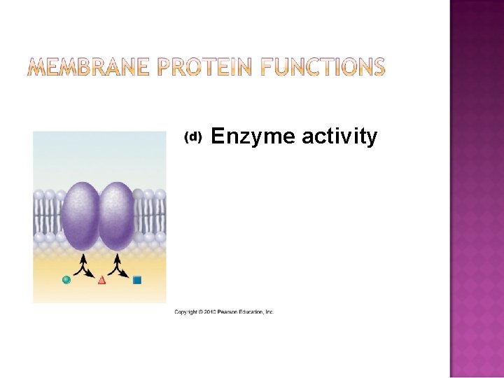 Enzyme activity 