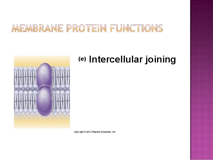 Intercellular joining 