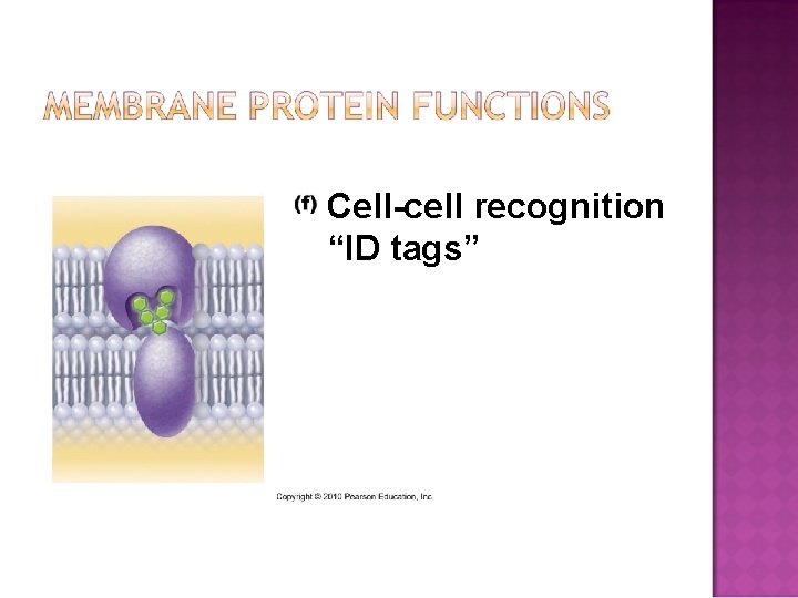 Cell-cell recognition “ID tags” 