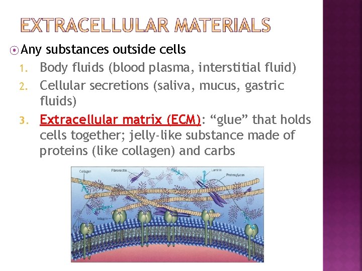 ⦿ Any substances outside cells 1. Body fluids (blood plasma, interstitial fluid) 2. Cellular