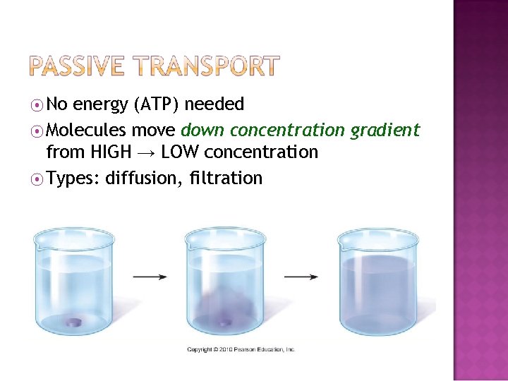 ⦿ No energy (ATP) needed ⦿ Molecules move down concentration gradient from HIGH →