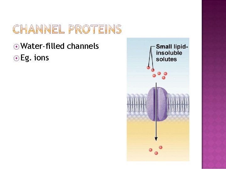 ⦿ Water-filled ⦿ Eg. ions channels 