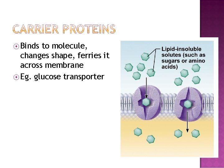 ⦿ Binds to molecule, changes shape, ferries it across membrane ⦿ Eg. glucose transporter