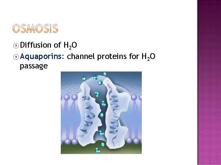 ⦿ Diffusion of H 2 O ⦿ Aquaporins: channel proteins for H 2 O