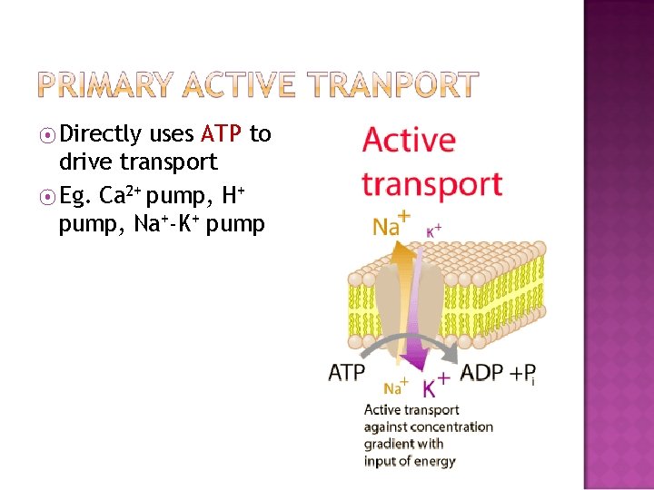 ⦿ Directly uses ATP to drive transport ⦿ Eg. Ca 2+ pump, H+ pump,
