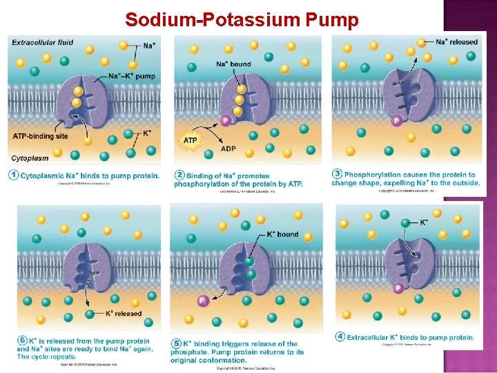 Sodium-Potassium Pump 