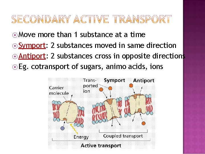 ⦿ Move more than 1 substance at a time ⦿ Symport: 2 substances moved