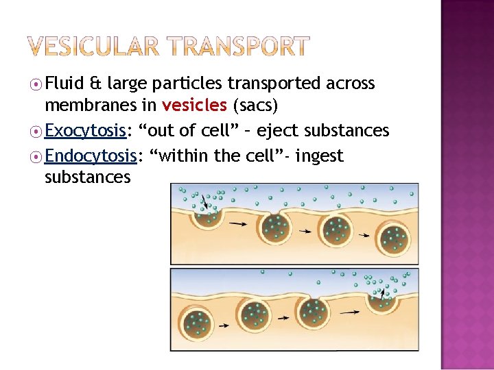 ⦿ Fluid & large particles transported across membranes in vesicles (sacs) ⦿ Exocytosis: “out