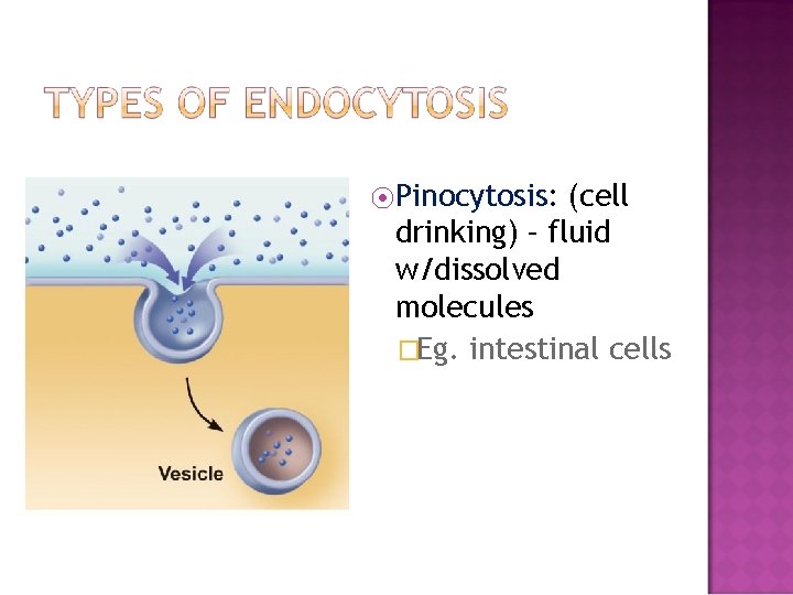 ⦿Pinocytosis: (cell drinking) – fluid w/dissolved molecules �Eg. intestinal cells 