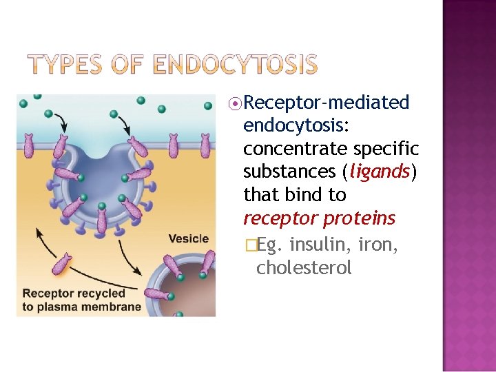 ⦿Receptor-mediated endocytosis: concentrate specific substances (ligands) that bind to receptor proteins �Eg. insulin, iron,