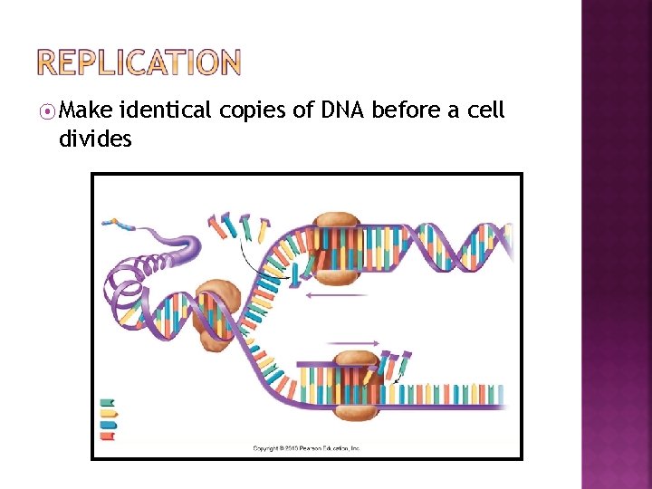 ⦿ Make identical copies of DNA before a cell divides 