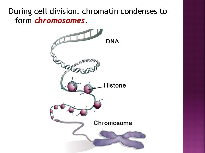 During cell division, chromatin condenses to form chromosomes. 