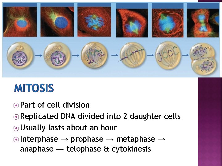 ⦿ Part of cell division ⦿ Replicated DNA divided into 2 daughter cells ⦿