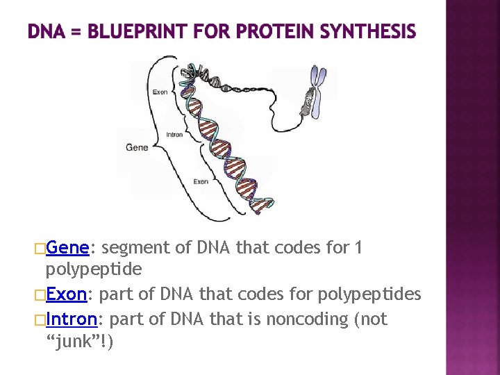 �Gene: segment of DNA that codes for 1 polypeptide �Exon: part of DNA that