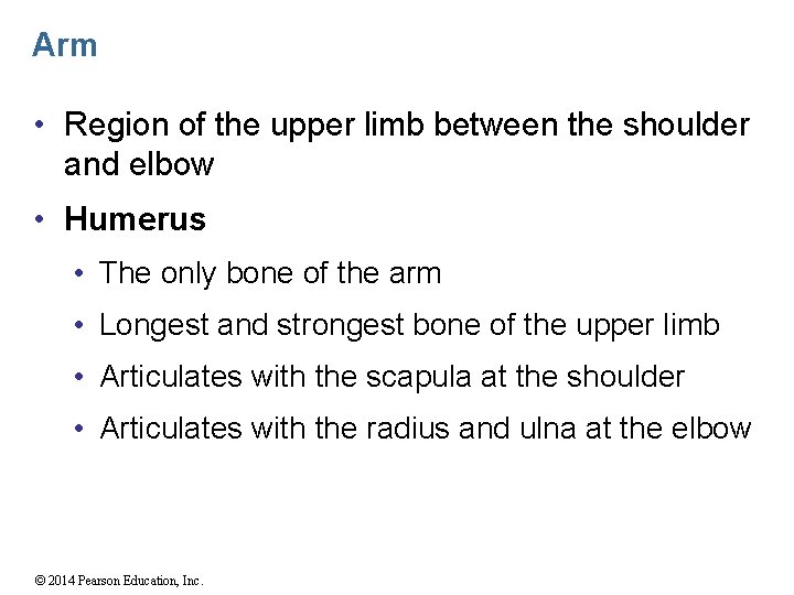 Arm • Region of the upper limb between the shoulder and elbow • Humerus