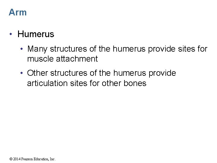 Arm • Humerus • Many structures of the humerus provide sites for muscle attachment