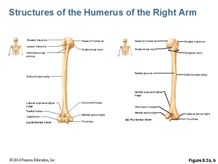 Structures of the Humerus of the Right Arm Greater tubercle Lesser tubercle Head of