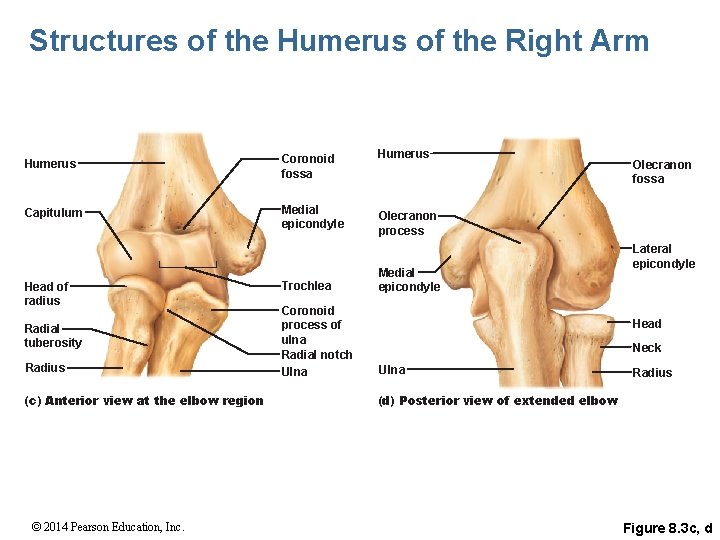 Structures of the Humerus of the Right Arm Humerus Coronoid fossa Capitulum Medial epicondyle