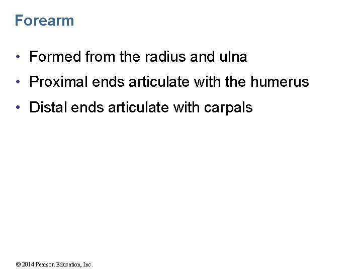Forearm • Formed from the radius and ulna • Proximal ends articulate with the
