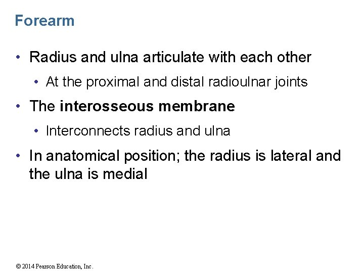 Forearm • Radius and ulna articulate with each other • At the proximal and