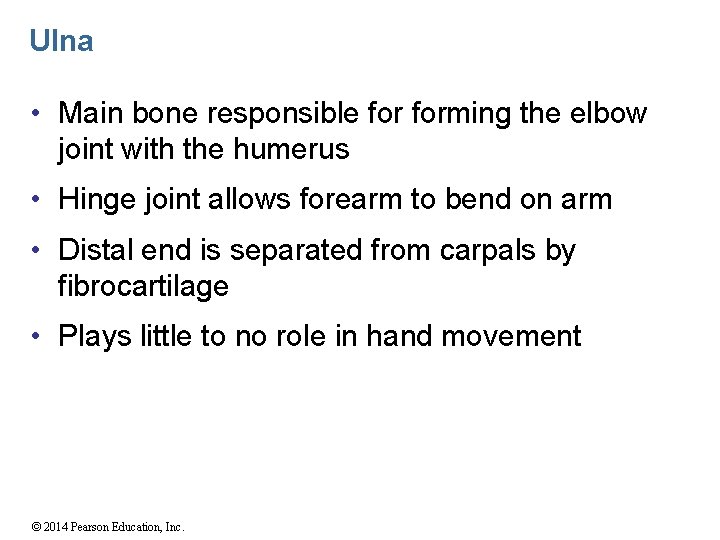 Ulna • Main bone responsible forming the elbow joint with the humerus • Hinge