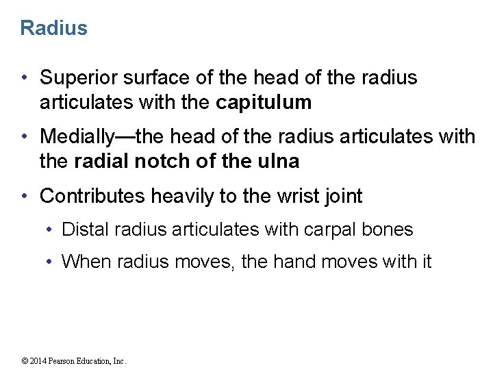 Radius • Superior surface of the head of the radius articulates with the capitulum
