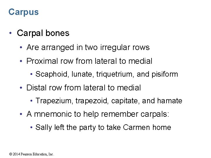 Carpus • Carpal bones • Are arranged in two irregular rows • Proximal row