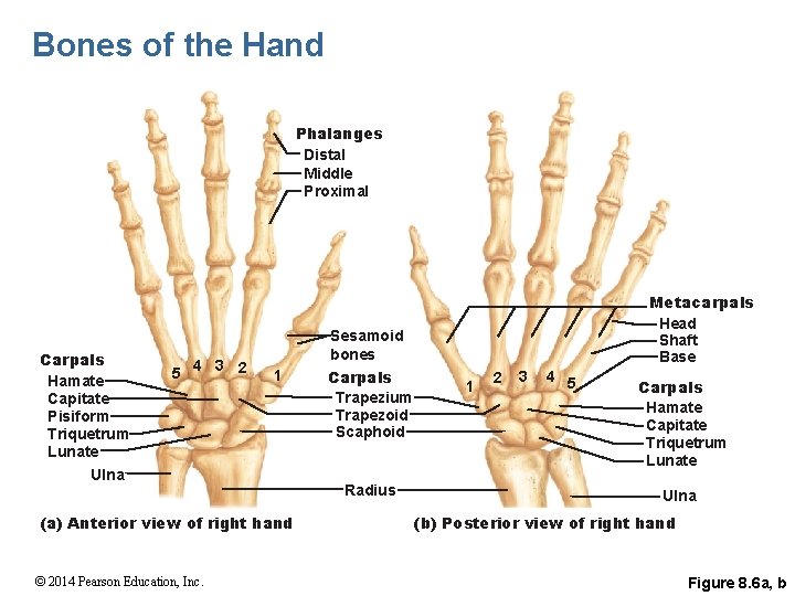 Bones of the Hand Phalanges Distal Middle Proximal Carpals Hamate Capitate Pisiform Triquetrum Lunate