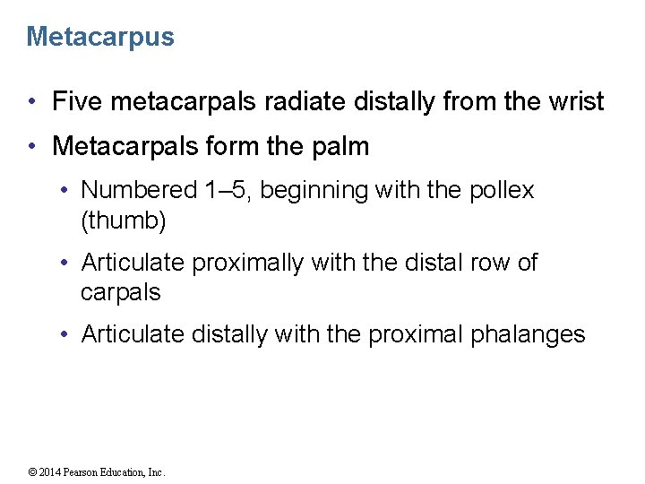 Metacarpus • Five metacarpals radiate distally from the wrist • Metacarpals form the palm