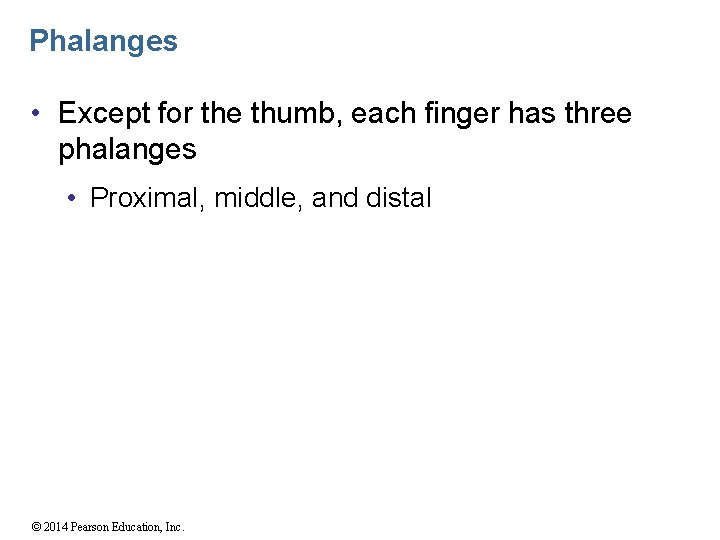 Phalanges • Except for the thumb, each finger has three phalanges • Proximal, middle,