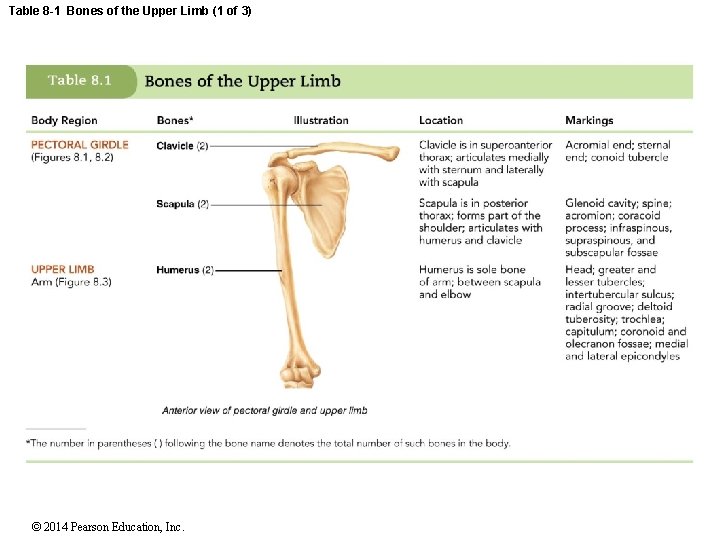 Table 8 -1 Bones of the Upper Limb (1 of 3) © 2014 Pearson