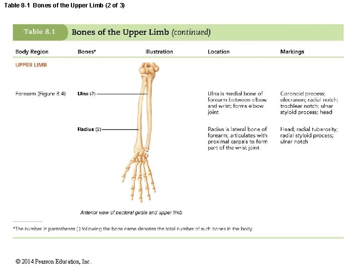 Table 8 -1 Bones of the Upper Limb (2 of 3) © 2014 Pearson