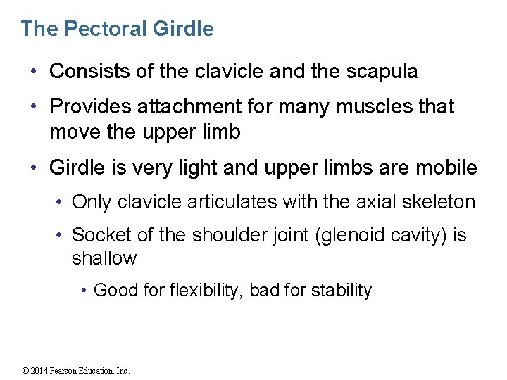 The Pectoral Girdle • Consists of the clavicle and the scapula • Provides attachment