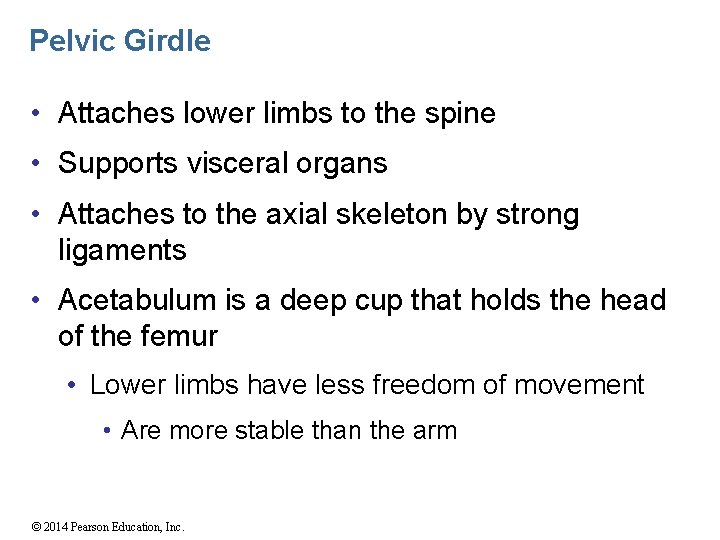 Pelvic Girdle • Attaches lower limbs to the spine • Supports visceral organs •