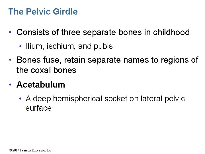 The Pelvic Girdle • Consists of three separate bones in childhood • Ilium, ischium,