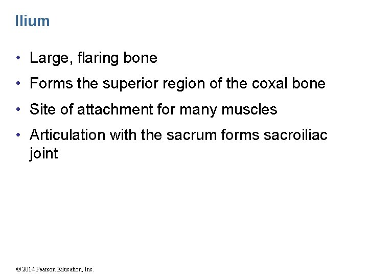 Ilium • Large, flaring bone • Forms the superior region of the coxal bone