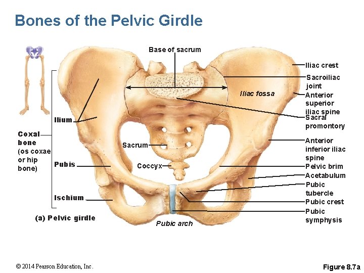 Bones of the Pelvic Girdle Base of sacrum Iliac crest Iliac fossa llium Coxal