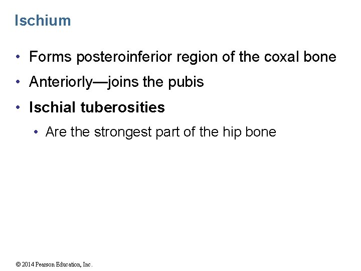 Ischium • Forms posteroinferior region of the coxal bone • Anteriorly—joins the pubis •